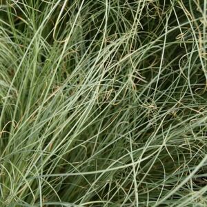 Carex comans 'Frosted Curls' ---